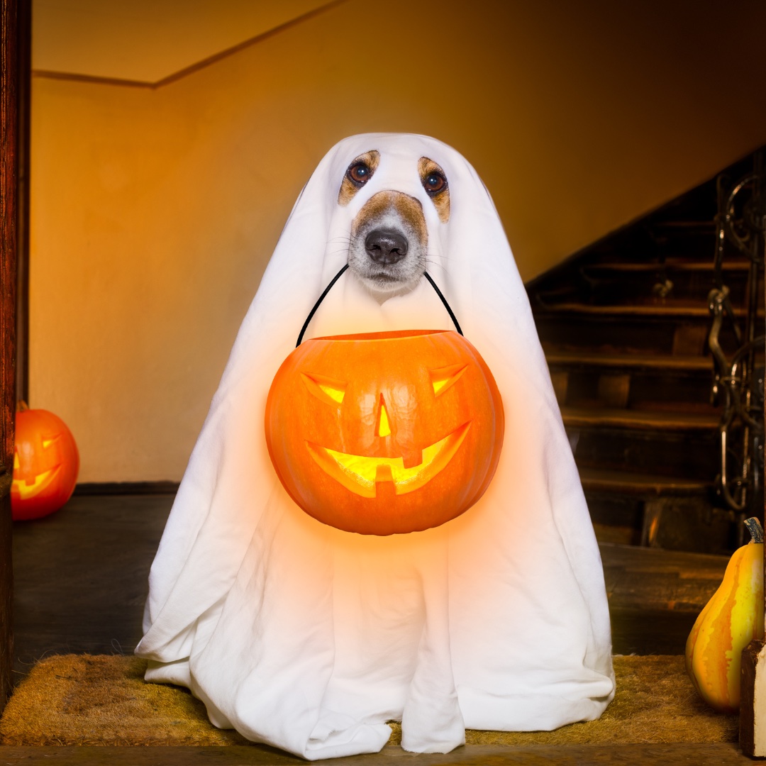 Halloween Pet Safety Tips: Keeping Your Fur Babies Safe and Spook-Free