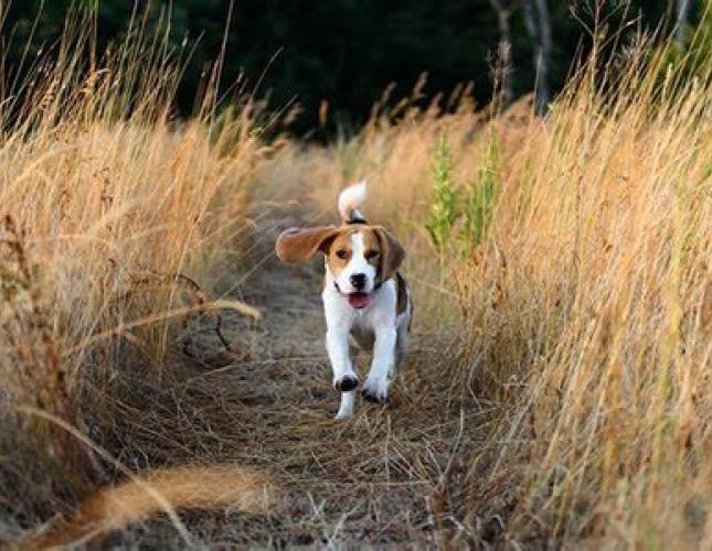 Foxtail Season in San Diego: Protecting Your Pets