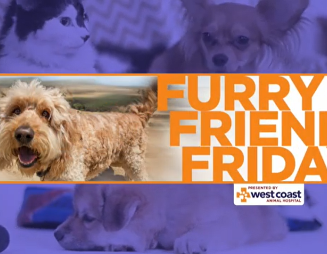 Senior Pet Care - Furry Friend Friday