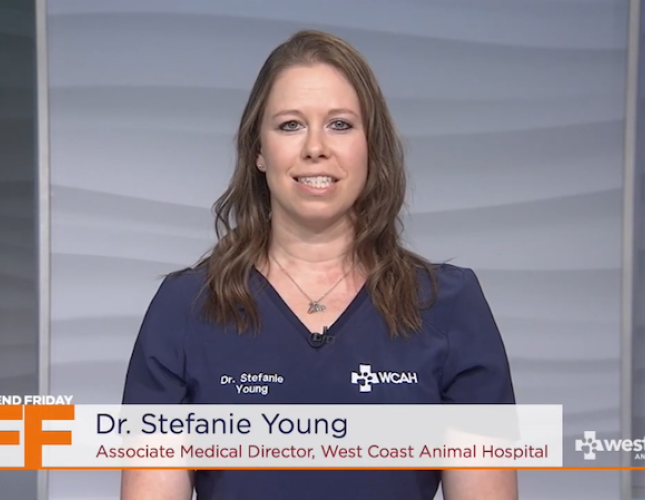 Leptospirosis Vaccines - Furry Friends Friday