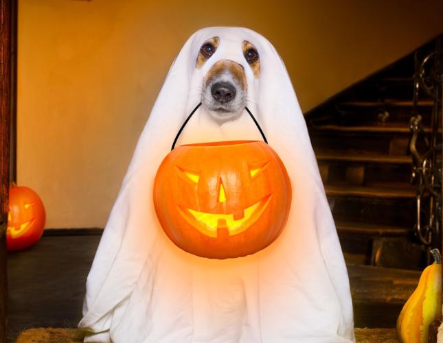 Halloween Pet Safety Tips: Keeping Your Fur Babies Safe and Spook-Free